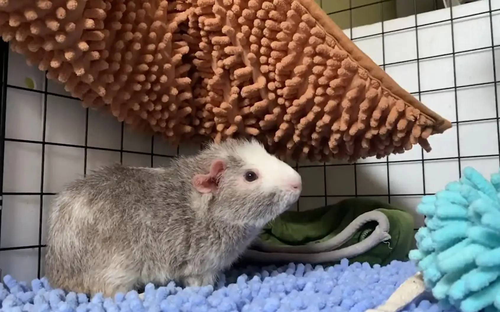 Guinea Pig Cages