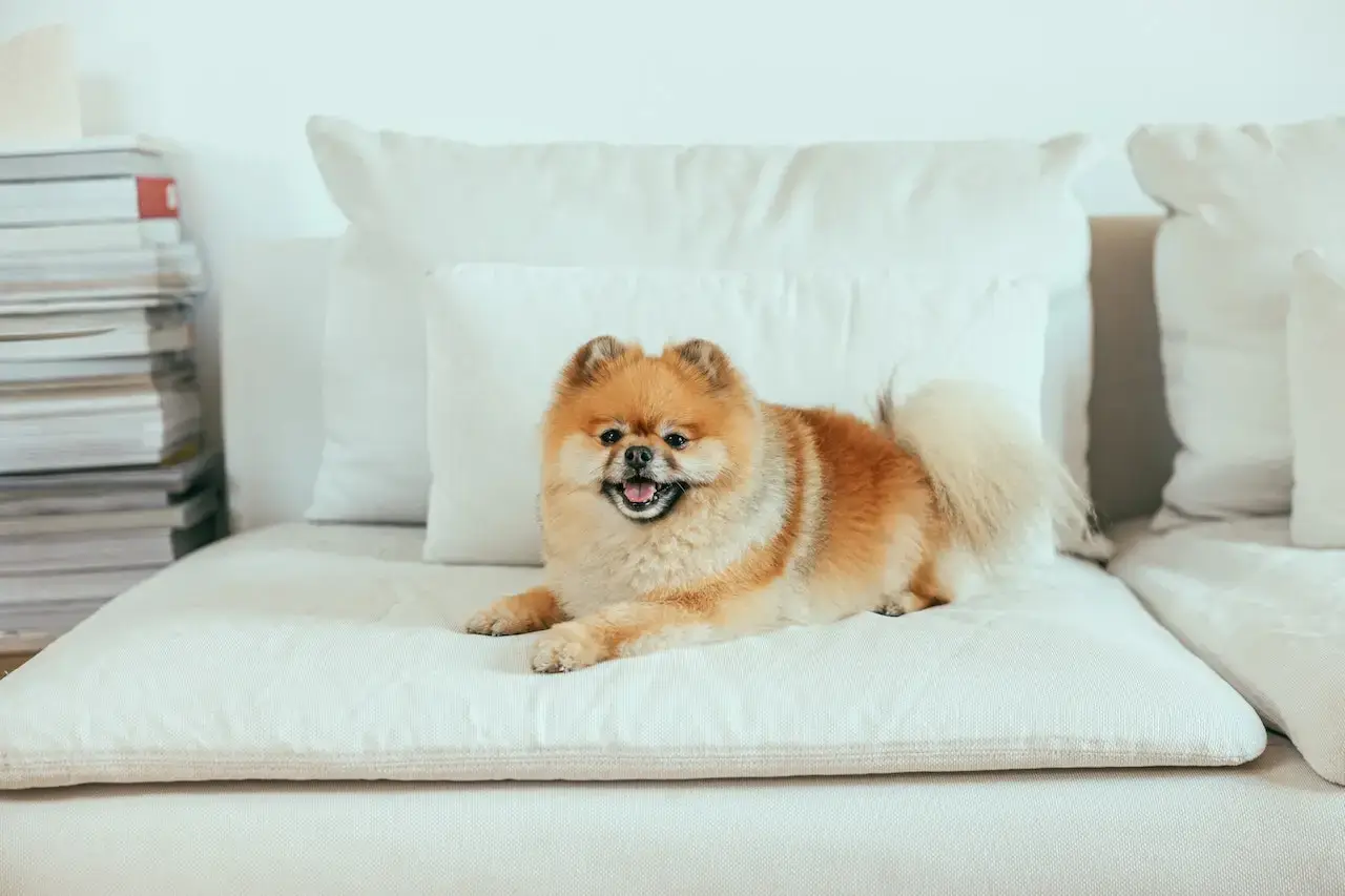 best-dog-breeds-for-first-time-owners-in-apartments-banner