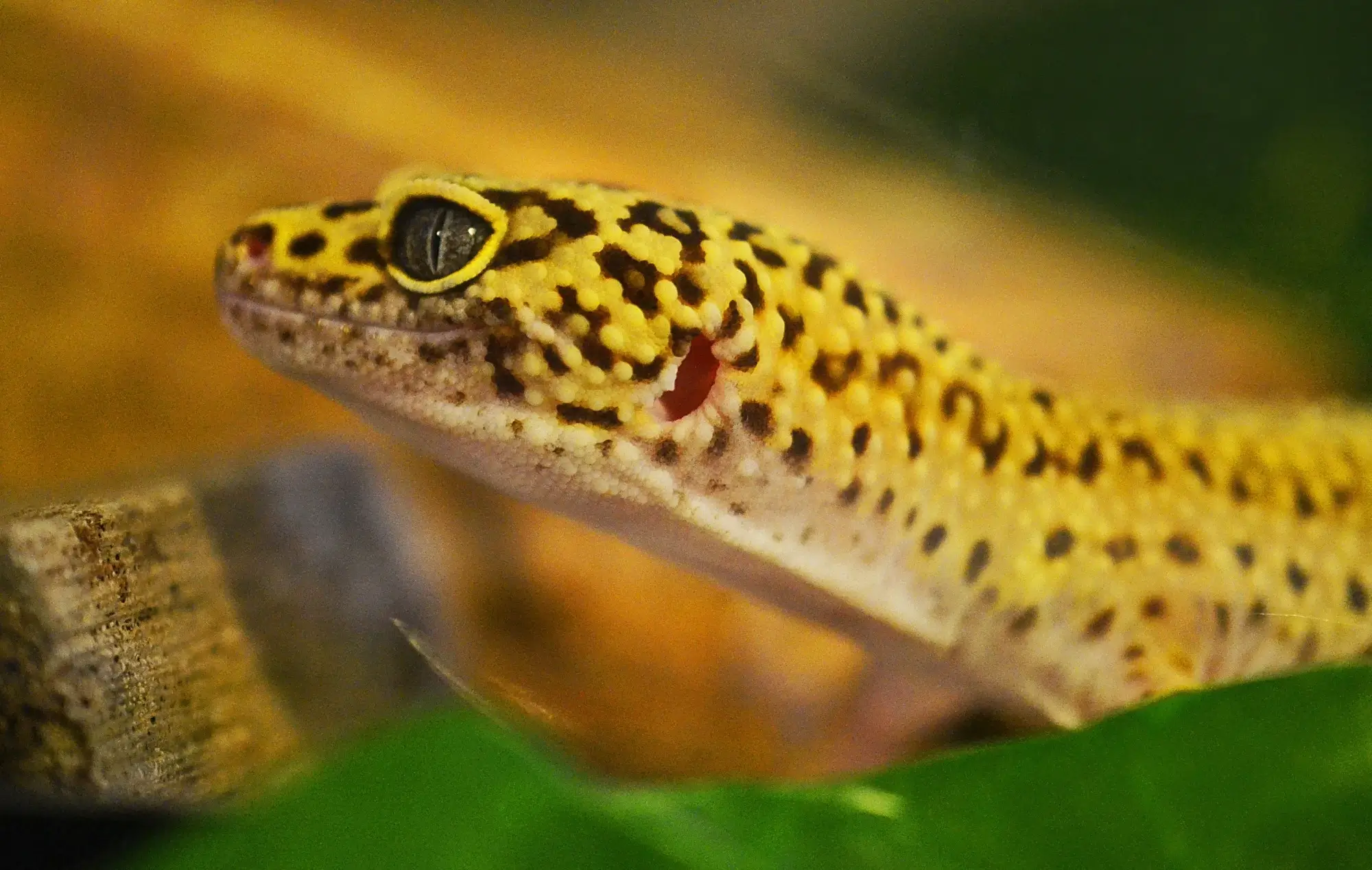 leopard geckos