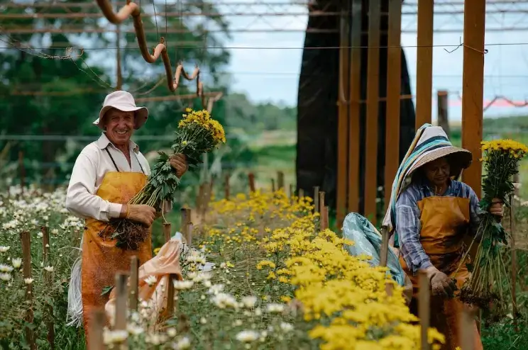 How to Make a Living as a Flower Farmer