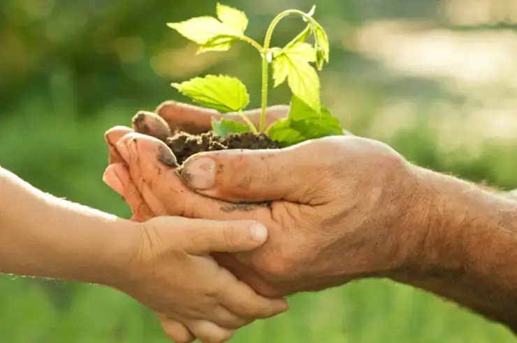 Nurturing Nature: Strategies for Optimizing Plant Growth and Health