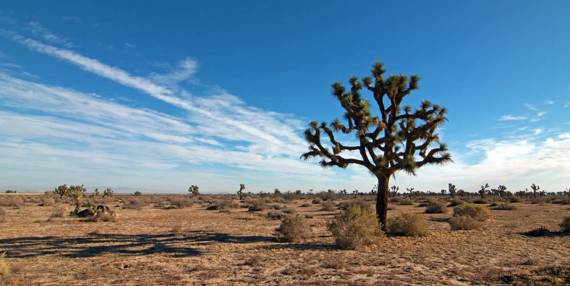 joshua tree national park